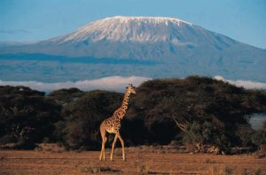 kilimanjaro