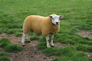 sheep